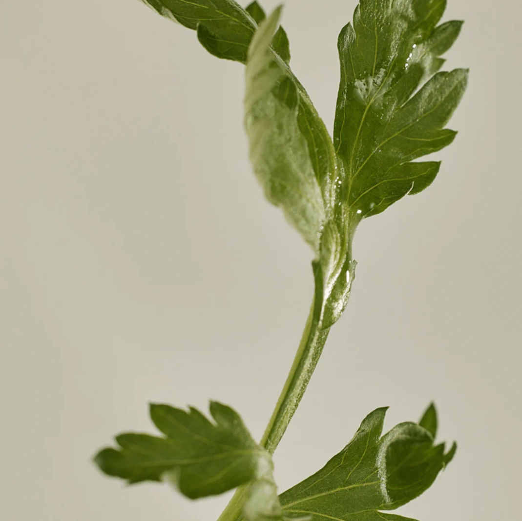 MATTE SUN STICK : MUGWORT + CAMELIA 18G